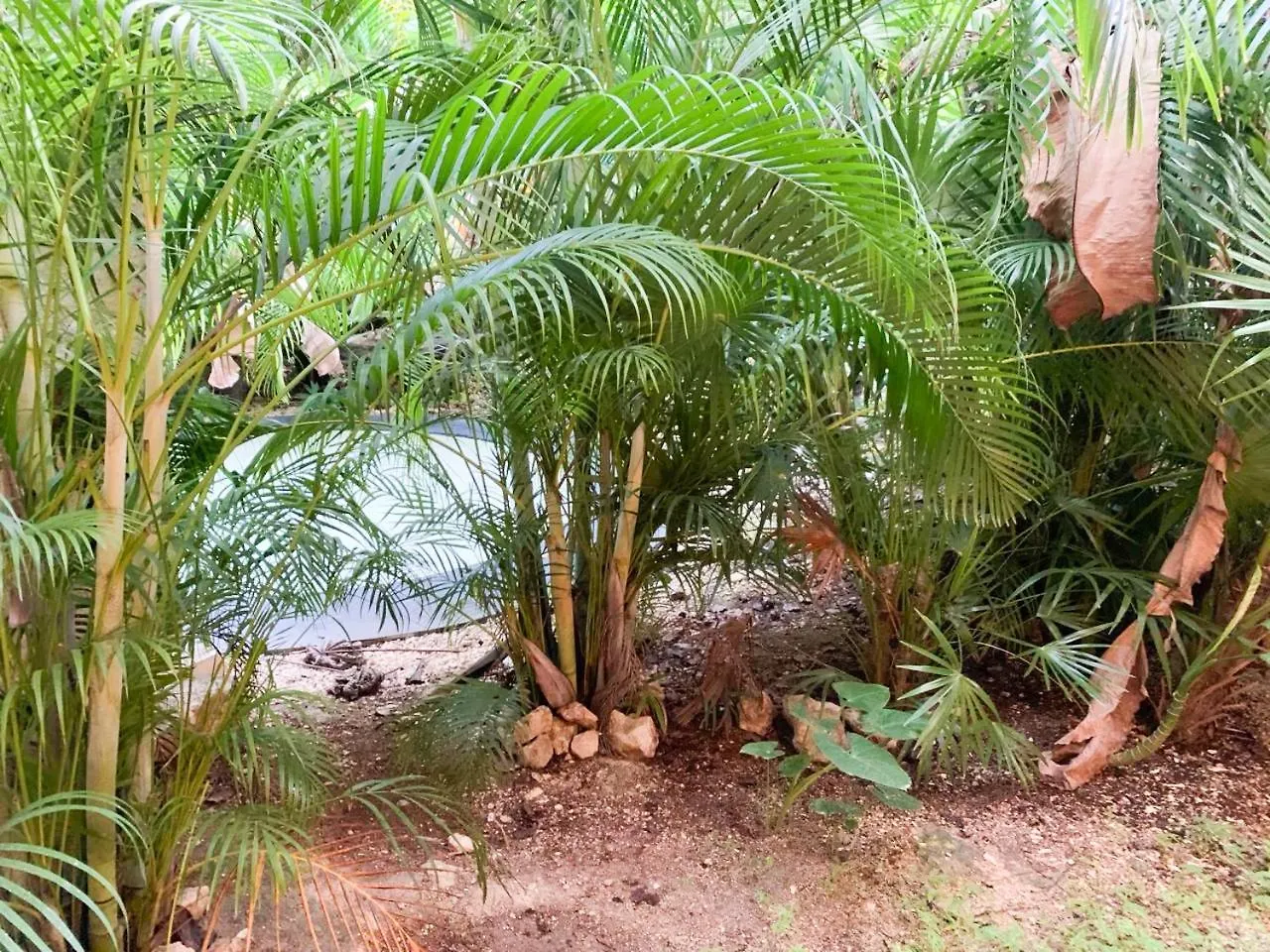 Cacao Tulum Estudio Con Alberca Privada Y Gym Apartment 0*,